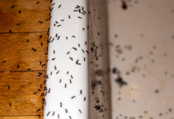 Best Local Pest Control Services  in Mobile, AL